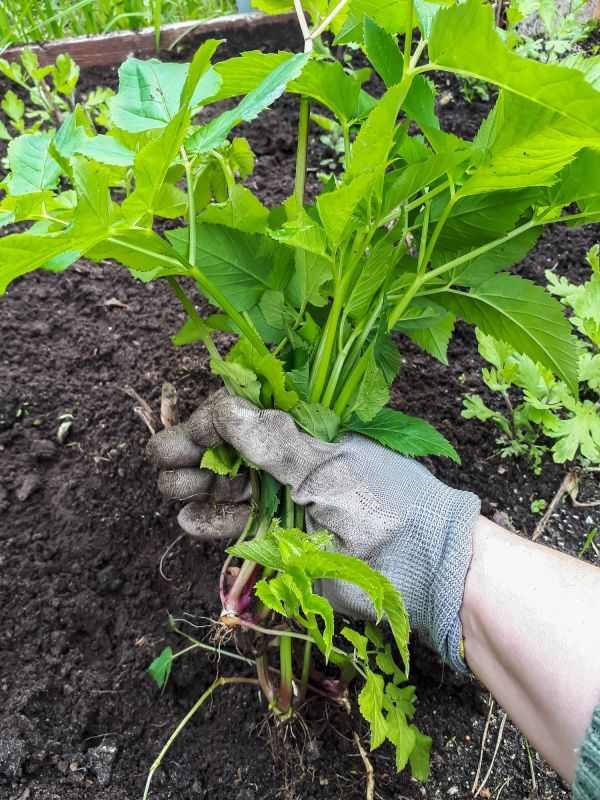 Kudzu Removal