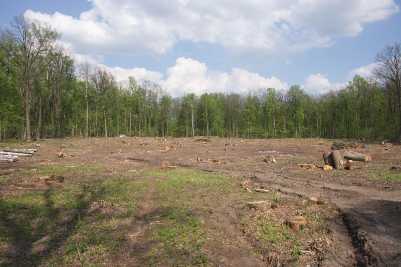Post-Removal Landscape