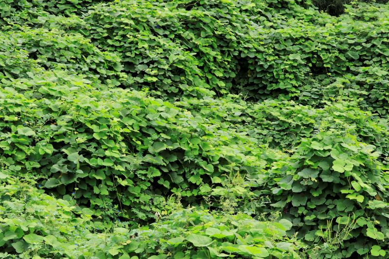Kudzu Infestation