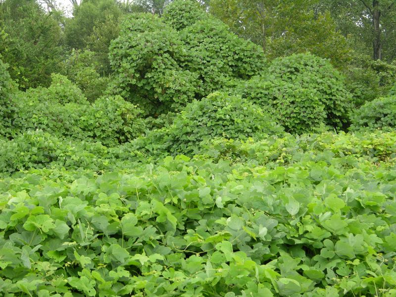 Certified Kudzu Removal Experts